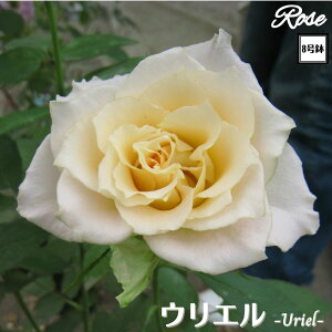 k\񏤕il_XIWi8dl^ oc EG 2Nc ږؕc HT nCubgeB o c c KN ΂ lG炫 