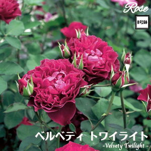 k\񏤕il_XIWi8dl^ oc xxeBgCCg 8 2Nc ږؕcFL to_T[Y o c c KN lG炫 