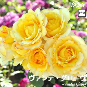 k\񏤕il_XIWi8dl^ oc @eN[u 2Nc ږؕc HT nCubgeBDorieux h o c c KN ΂ lG炫 