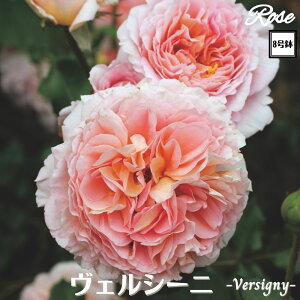 k\񏤕il_XIWi8dl^ oc FV[j 2Nc ږؕc S VuGUILLOT M[ o c c KN ΂ lG炫 