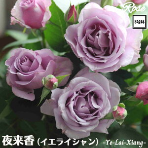 k\񏤕il_XIWi8dl^ oc 闈iCGCVj 8 2Nc ږؕcHT nCubheBo c c KN lG炫 