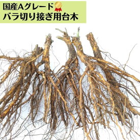 《国産Aグレード品 バラ切り接ぎ用台木》 【5本】【10本】【20本】【30本】ノイバラ