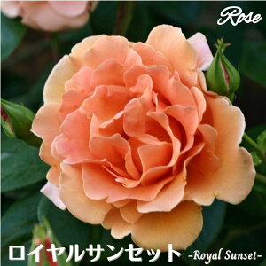 バラ 苗の人気商品 通販 価格比較 価格 Com