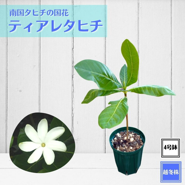 楽天市場 タヒチの国花 ティアレタヒチ 苗 4号 2年生挿し木苗 鉢植え ガーデニアタイタンシス タヒチクチナシ Tahiti Marche ータヒチマルシェー