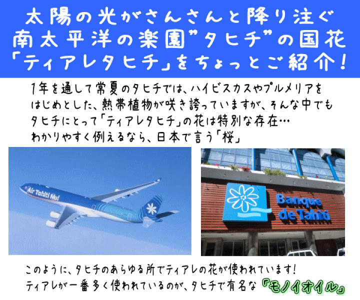 楽天市場 タヒチの国花 ティアレタヒチ 苗 4号 2年生挿し木苗 鉢植え ガーデニアタイタンシス タヒチクチナシ Tahiti Marche ータヒチマルシェー
