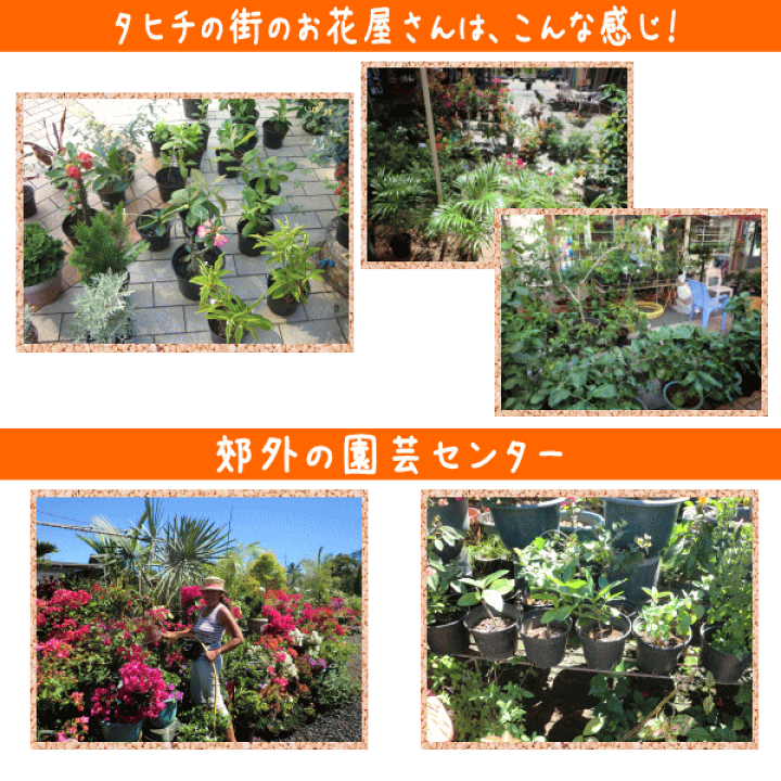 Gardenia クチナシ 2株 実生苗 葉っぱツヤツヤ 香りの女王 購買 実生苗