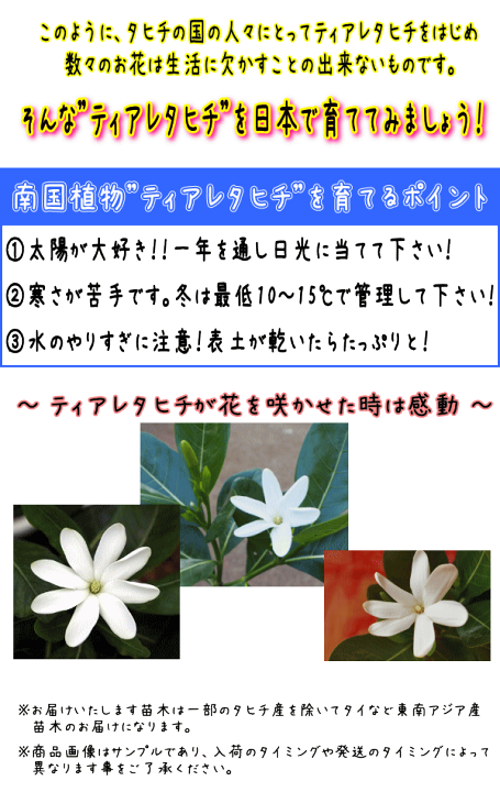 楽天市場】《ティアレタヒチ 挿し木苗 5号鉢》タヒチの国花 当店一押し
