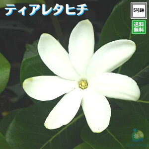 クチナシ 花 生花の人気商品 通販 価格比較 価格 Com