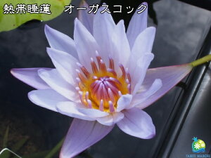 睡蓮 苗の人気商品 通販 価格比較 価格 Com
