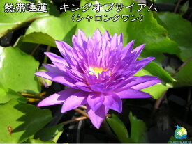 楽天市場 シャロン 花 ガーデン Diy の通販