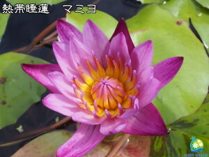 睡蓮 種 苗の人気商品 通販 価格比較 価格 Com