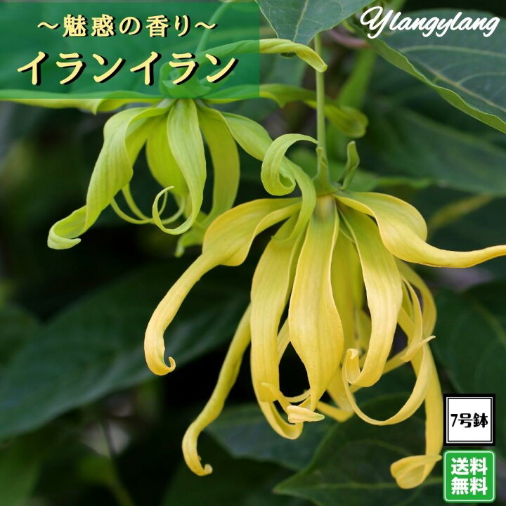 楽天市場 イランイランの木 A品株 7号大株 希少熱帯植物 魅惑の香り 植え替え不要 プレゼント 撮影 ギフト 送料無料 Tahiti Marche ータヒチマルシェー