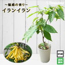 Aグレード苗♪ 《イランイランの木 6号鉢》希少熱帯植物 魅惑の香り 送料無料
