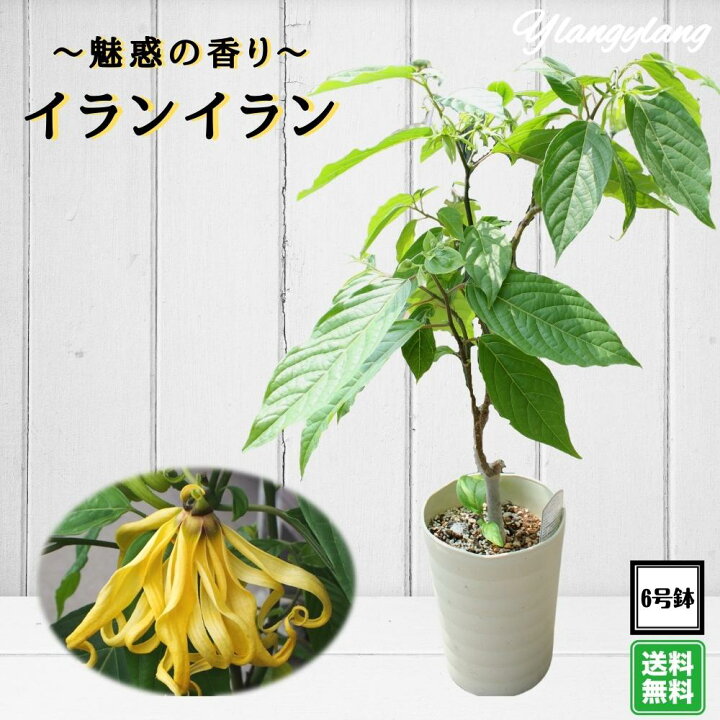 楽天市場 Aグレード品セレクト苗 イランイランの木 ６号鉢 希少熱帯植物 魅惑の香り 送料無料 Tahiti Marche ータヒチマルシェー