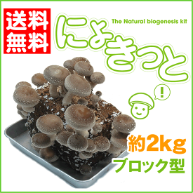 きのこ　しいたけ　栽培キット『にょきっと』自宅で楽しくしいたけ 栽培！【税込・送料無料・北海道沖縄離島は＋1100円】