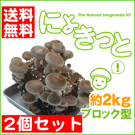 きのこ　しいたけ　栽培キット『にょきっと』自宅で楽しくしいたけ 栽培！ 2個セット【税込・送料無料・北海道沖縄離島は＋1100円】