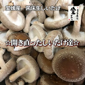 愛媛産　菌床生しいたけ　☆開き直ったしいたけ達☆カサが開いた万能タイプ 1kg【送料無料・北海道沖縄離島は＋1100円】
