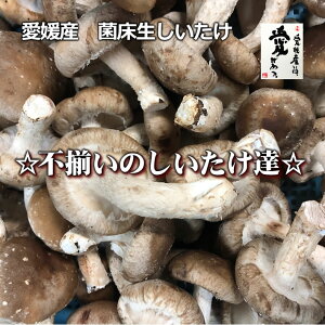 QY@ۏ@ŝB@󂠂傫I 1kgyEkCꗣ́{770~z