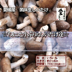 愛媛産　菌床生しいたけ　☆ちょっと小ぶりなしいたけ達☆　大きさ3～4cm程度を700g【送料無料・北海道沖縄離島は＋1100円】