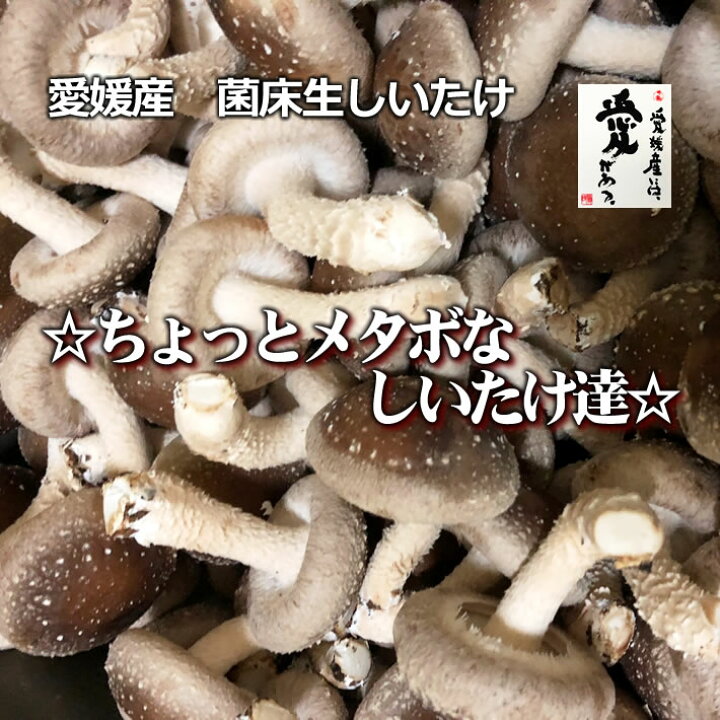 楽天市場 愛媛産 菌床生しいたけ ちょっとメタボなしいたけ達 カサがつぼみの肉厚 1kg 送料無料 北海道沖縄離島は 770円 愛媛きのこの郷
