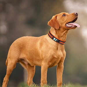 `[J[ ANZT[ lbNX WG[ 킢  [h ^O  \ 