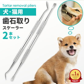【P5倍衝撃SALE！赤字覚悟&】歯石取り ゼオライト 4点セット 40cc ペット用 犬用 犬 歯 黄ばみ 汚れ 歯石 除去 歯磨き粉 歯周病 歯磨き 歯みがき はみがき ハブラシ 歯ブラシ 口臭ケア ブラシ カップ スケール スケーラー ペット