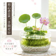 【新発売✨10%OFFクーポン！】睡蓮の種 水に入れるだけ 10粒＋予備2粒 睡蓮 ハスの種 睡蓮種 すいれんの…