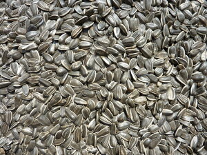 嗱q}@12kg@Ђ܂@^CR@^CR@E@@X@nX^[