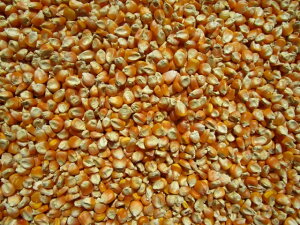 嗱gERV@25kg@[Y@gERV@Ƃ낱@ngGT@t[h@̉a@@nX^[@e