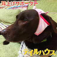 たれ耳　外耳炎　犬　たれ耳犬　犬の健康　耳の病気　耳のケア　通気性　ジメジメ　じめじめ　マラセチア…