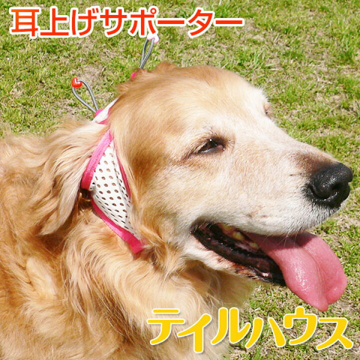 楽天市場 たれ耳アップだワン 大型犬用旧型 本品は大型犬用伸縮性タイプにリニューアル たれ耳犬 犬の健康 耳の病気 耳のケア 外耳炎 マラセチア菌 通気性 ジメジメ じめじめ ゴールデンレトリーバー ラブラドールレトリーバー 大型犬 Retrieverレトリーバー誌