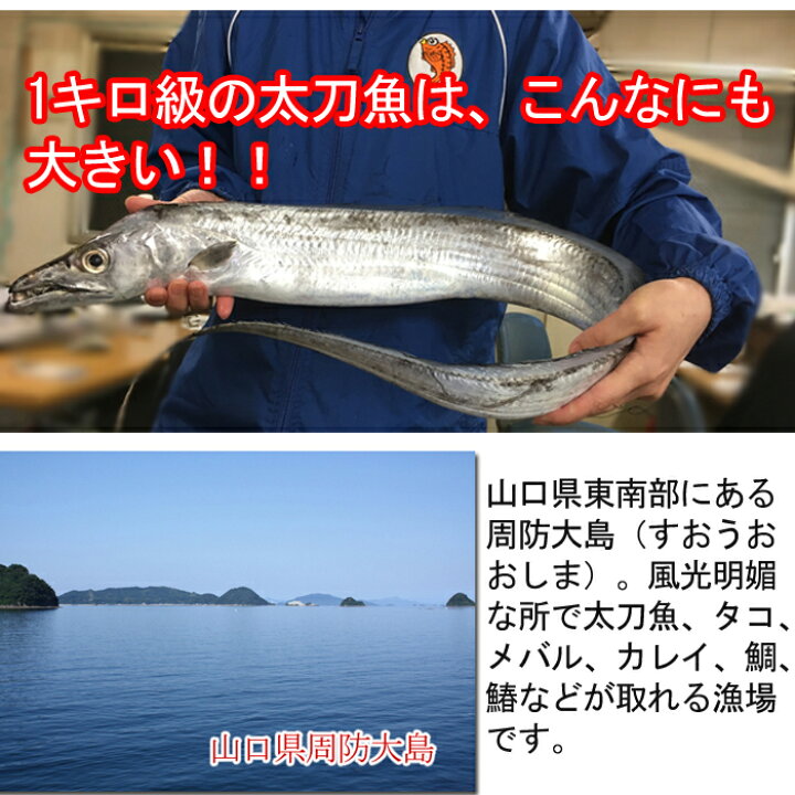 楽天市場 太刀魚 1kg 釣り たちうお タチウオ 刺身 生 1尾 特大 ビッグ 瀬戸内たいたいｃｌｕｂ