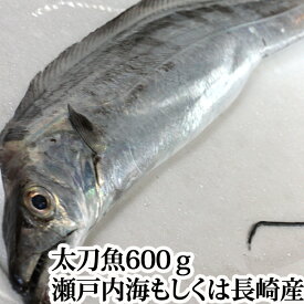 楽天市場 皮 太刀魚 刺身の通販