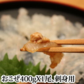 楽天市場 鮮魚 オコゼ 瀬戸内たいたいｃｌｕｂ