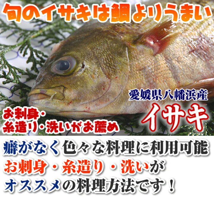 楽天市場 イサキ 500g 愛媛県 八幡浜産 もしくは 大分県産 下関 いさき 伊佐木 刺身 ４ ５人前 瀬戸内たいたいｃｌｕｂ