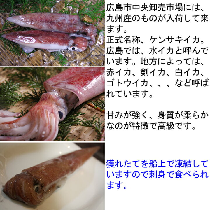 楽天市場 剣先 イカ 約1kg 冷凍 長崎県産 水いか みずいか 剣先 いか けんさきいか 白いか 赤いか 刺身 船凍 国産 瀬戸内たいたいｃｌｕｂ