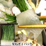 『芽ネギ (京丸園 姫ねぎ) 静岡県産』(芽ねぎ めねぎ メネギ 刺身に使う野菜 薬味 ふぐ 巻く ネギ)