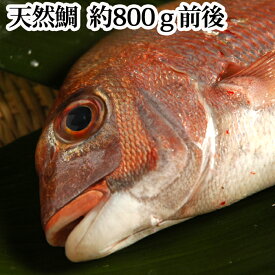 『天然鯛（瀬戸内海産）800g』（お食い初め 百日祝い 祝い膳 鯛 たい タイ 活き締め 刺身 塩釜焼き）