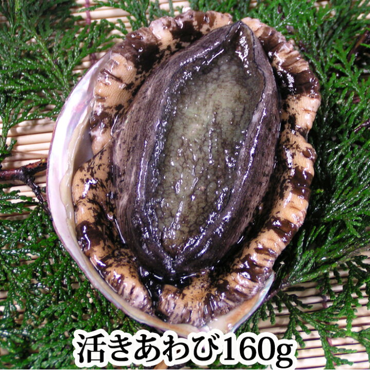 楽天市場 瀬戸内海産 活き アワビ あわび １個 160g前後 黒あわび 鮑 刺身 活きたまま発送 バーベキュー 瀬戸内たいたいｃｌｕｂ