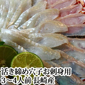 ＼夏のスタミナUPに！／『活き締め 国産 穴子 (あなご) 刺身用 (1尾300g前後) 3〜4人前 長崎県産』※骨付き (生 穴子 あなご アナゴ 国産 広島 お土産 名産 ギフト プレゼント 父の日 誕生日 土用の丑の日 母の日)