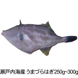 楽天市場 うまづらの通販