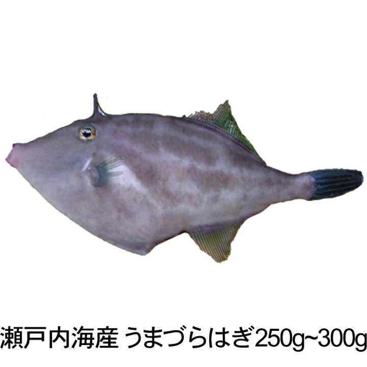 楽天市場 うまづらはぎ１尾250 300ｇ 煮付け用 瀬戸内海産 活き締め ウマヅラハギ ハゲ 瀬戸内たいたいｃｌｕｂ