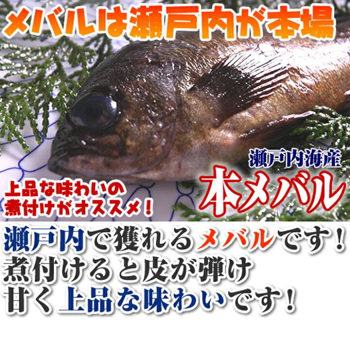 楽天市場 瀬戸内海産 メバル １尾130ｇ 加熱用 眼張 めばる 煮付け 煮魚 一匹付 瀬戸内たいたいｃｌｕｂ