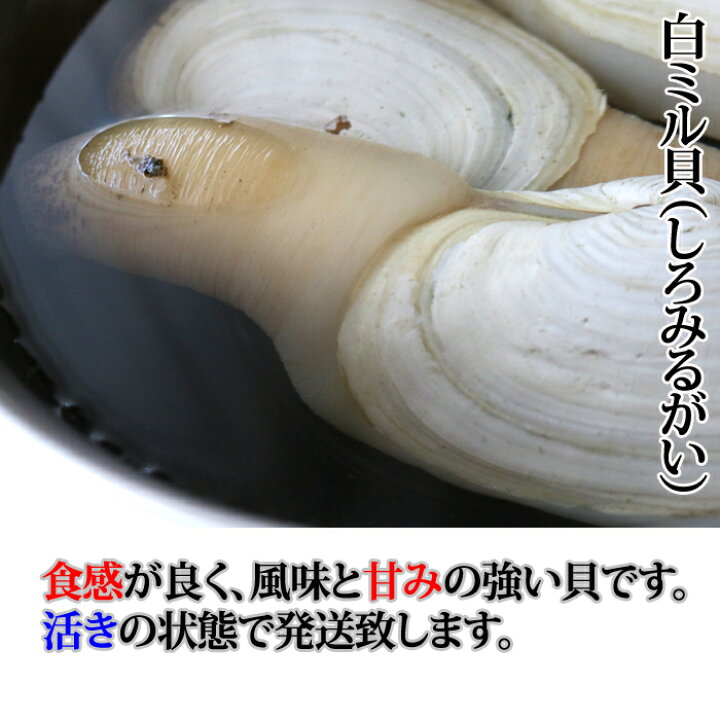 大人気の 白みる貝の干物 水管部 １００g 貝のひもの 愛知県産 Materialworldblog Com