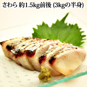 『鰆 約1.3kg前後 (2.6kgの半身) 福岡県の入荷がなければ高知県、瀬戸内海のいずれか (冷蔵)』※お刺身 たたきは格別です!(寒鰆 かんざわら さわら サワラ 秋サワラ)