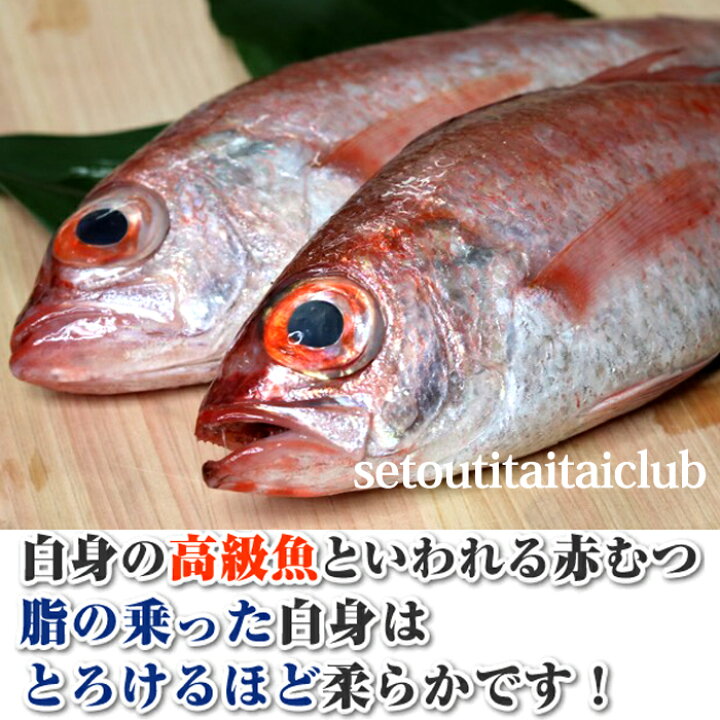 楽天市場 赤むつ のどぐろ ノドグロ アカムツ 長崎 対馬産 もしくは 山陰産 0ｇ 生 瀬戸内たいたいｃｌｕｂ