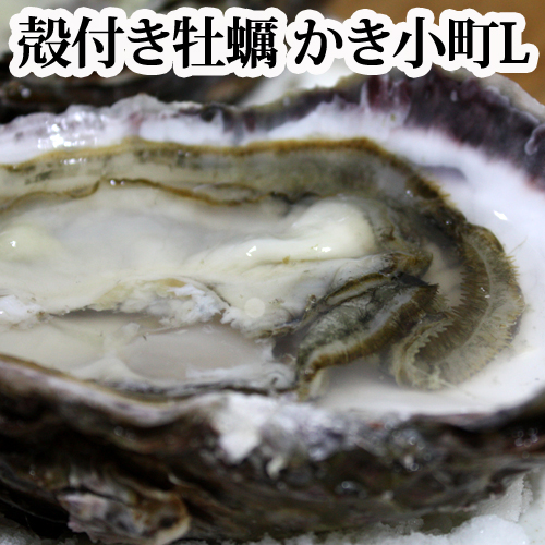 産出量全国一の”広島産 かき”を是非、ご用命下さいませ。 広島名産 牡蠣（かき）殻付き Lサイズ1個 かき小町（ 加熱用 ）活きのまま発送 カキ 単品 バーベキュー