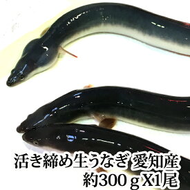 『生うなぎ 活き締め 1尾約300g（愛知県もしくは台湾産 養殖）』バーベキューにも！ (鰻 ウナギ)