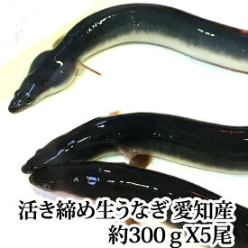 生うなぎ 活き締め 1尾約300gX5尾（ 愛知県もしくは台湾産 養殖 ）骨、肝、タレ付き バーベキューにも ( 鰻 ウナギ )