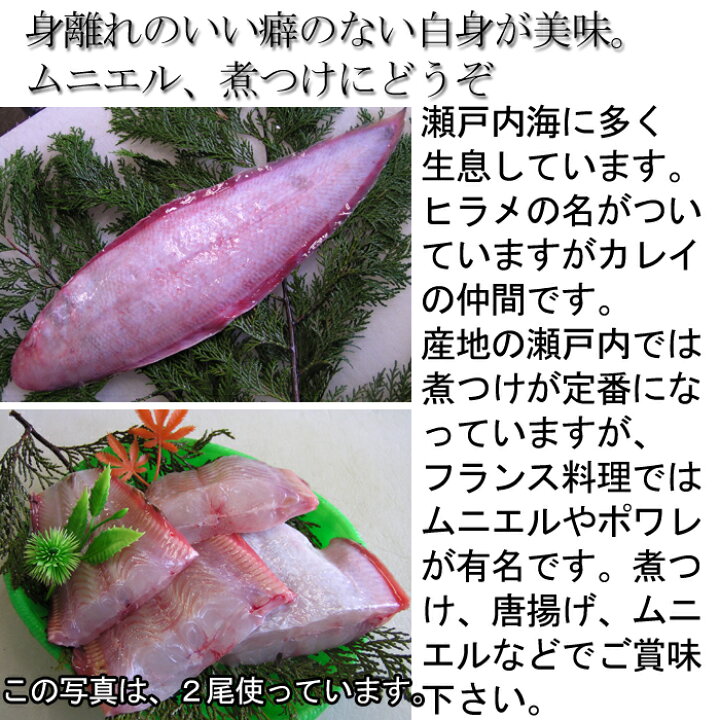 楽天市場 赤舌平目 約300ｇ 瀬戸内海産 2人前 レンチョウカレイ れんちょう かれい したびらめ シタビラメ 瀬戸内たいたいｃｌｕｂ
